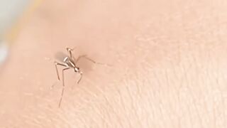 মশা  বেচার কামড়ায় কেমন করে