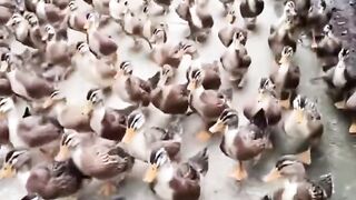 Duck walk show