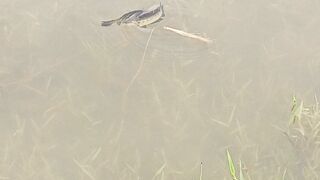 Couple of lottia fish