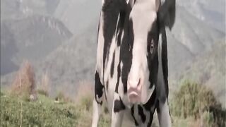 The Funny Cow And Funny Man was Fight