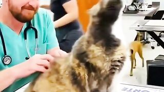 Funny cats episode #1
