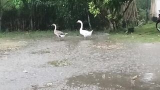 Long Time No Rain
