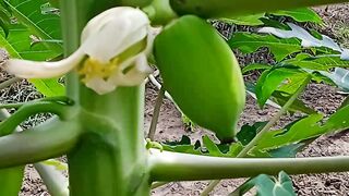 my papaya tree