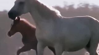 Horse fight in water