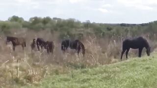 Horse & crocodile fight