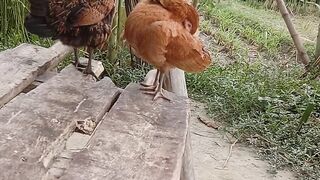 Funny video Best of The Fun