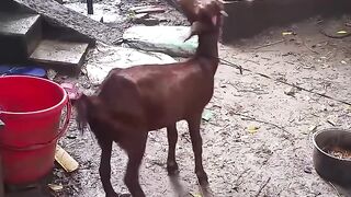 funny video 542