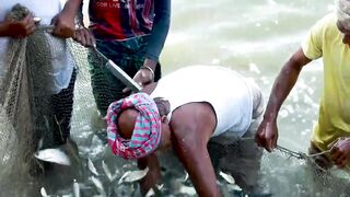 Sugar is extracted from sugarcane | Krishoker Foshol