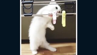 Funny Cat video 2