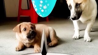 Dog funny videos 3