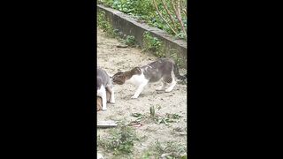 cat bites cat testicles