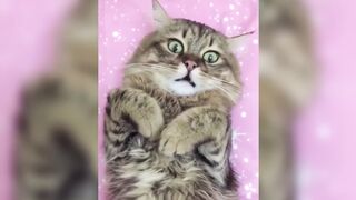 12 Minutes of Funny Cat Videos