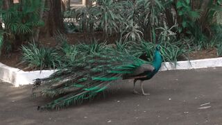 Funny bird 4