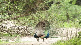 Amazing bird 3