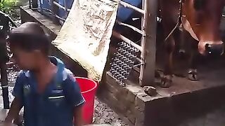 cow funny