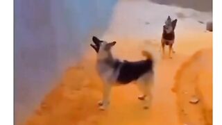 Funny vedeo 6