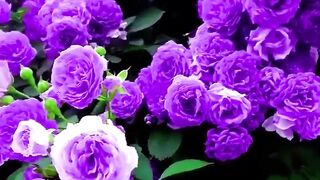 Wow Flower - What A Name?