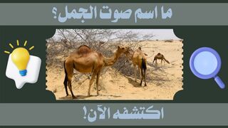 هل يمكنك تخمين اسم صوت الجمل؟