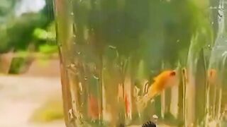 Look at my fish