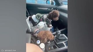 funny dog 27
