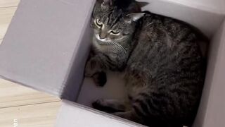 This is the life_ _shorts _cat