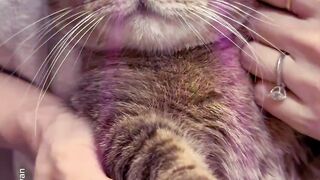 The cat who loves Ibiza_