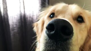 Golden Retriever funny time