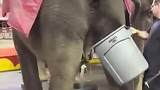 An elephant