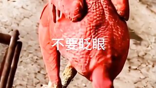 What is this???? 2