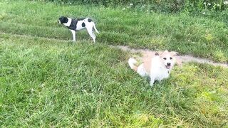 Happy doggy video