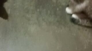 Cute Cat 26