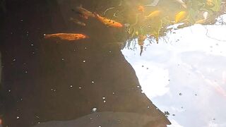 Color Fishing