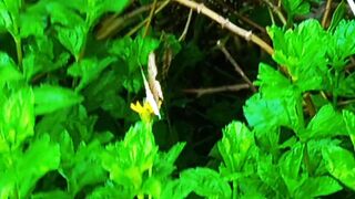 Butterfly 14