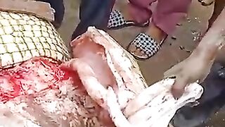 Manusia dimakan buaya nyata viral