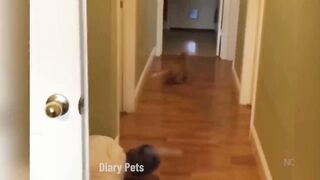 Cat and Animals video