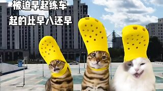 Funny video