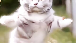 Cat dance 4