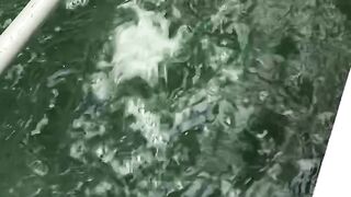 Spirulina farming