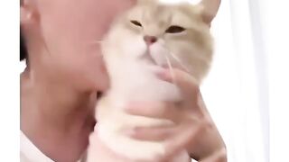 my cute cat