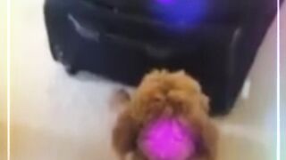 Funny and Cute