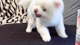 Funny video