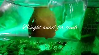 Fish life Aquarium Needs