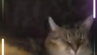 Best Of The 2024 Funny Animal Videos Cutest Animals Ever