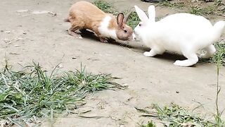Lutu putu funny content