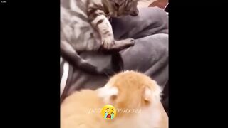 Funny Video 261