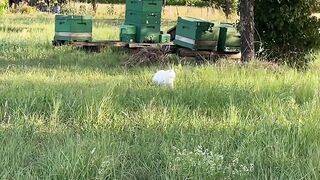 I captured a natural view of the cat on camera