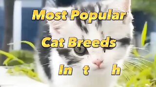 Top 10 most popular cat Breeds in the world   #viral #10million #1million #tiktok #tiktokvideos