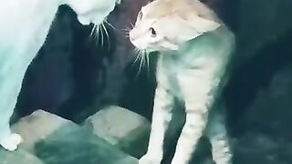 গলা নামাই কথা কউ। Funny video