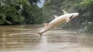 Fish above a water