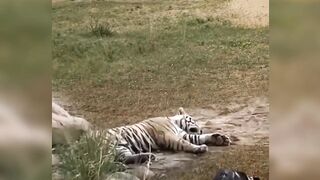 Tiger dog fight.